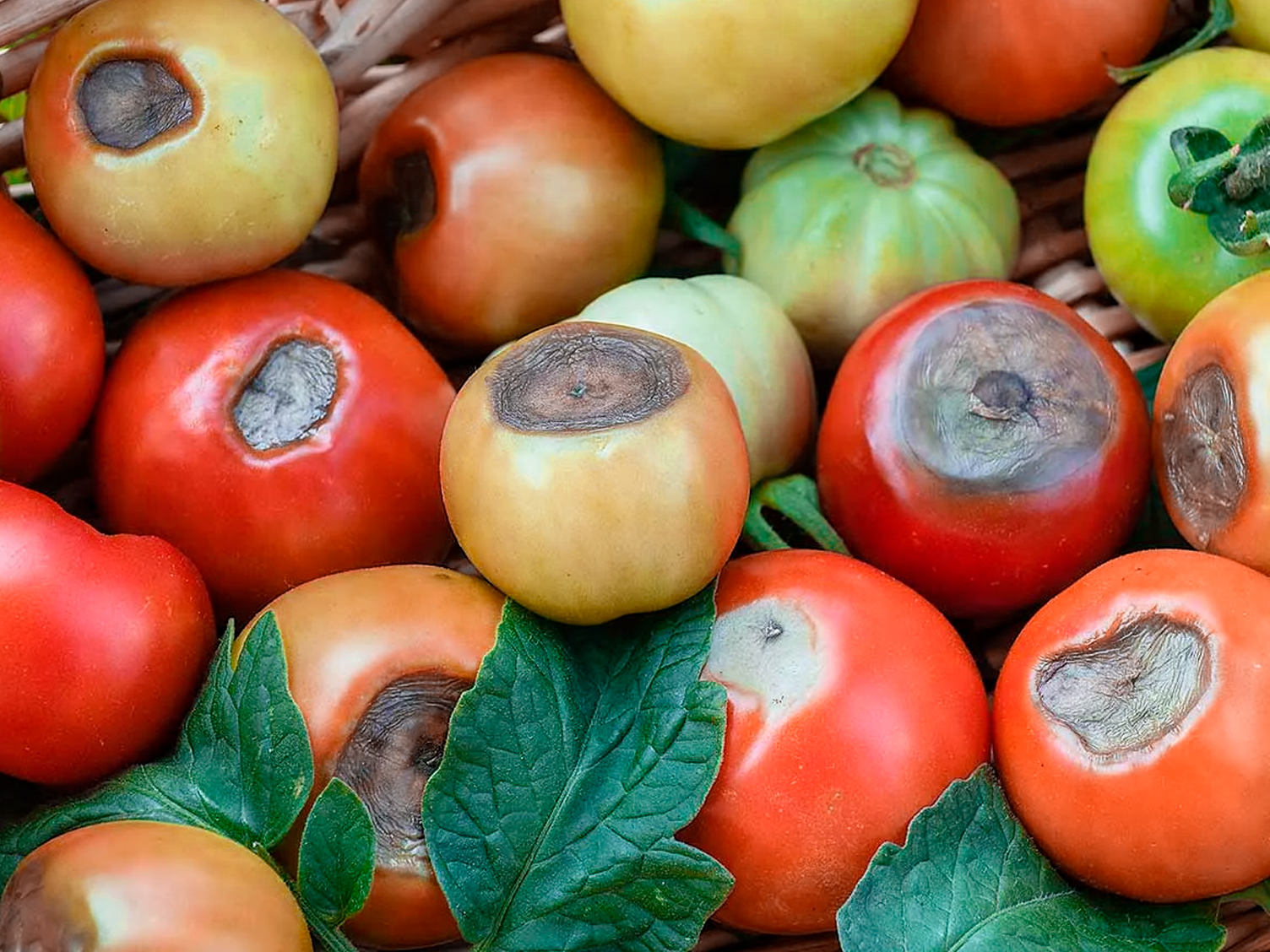 Вершинная гниль на томатах: натуральная подкормка, которая решает проблему